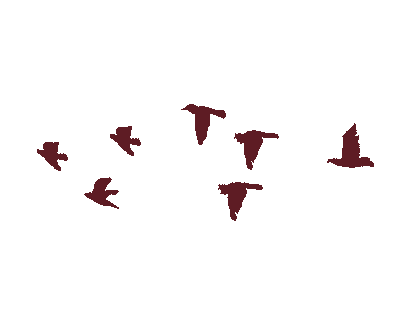 Footer Birds